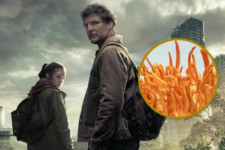 Fungo “zumbi” da série da HBO “The Last of Us” existe na vida real e é usado como suplemento alimentar